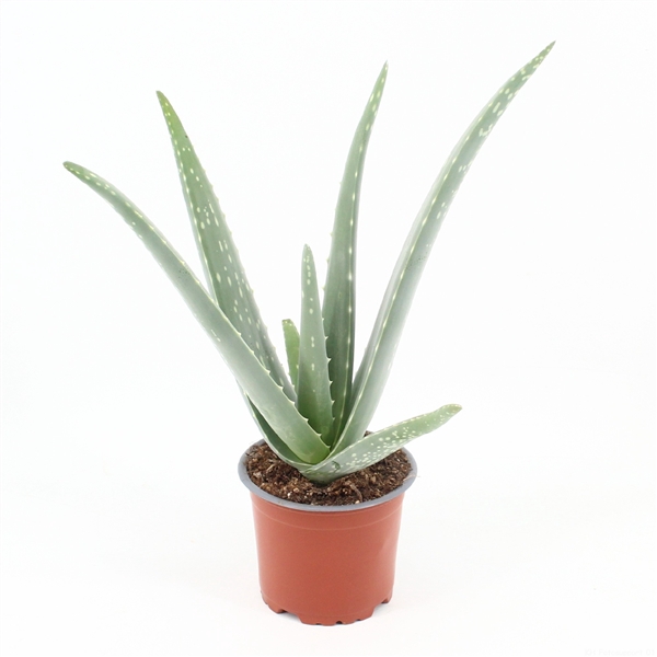 <h4>Aloe Vera P10,5 zonder kwekersetiket</h4>