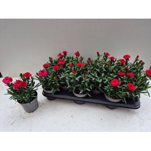 DIAN OSC RED
