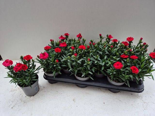 <h4>DIAN OSC RED</h4>