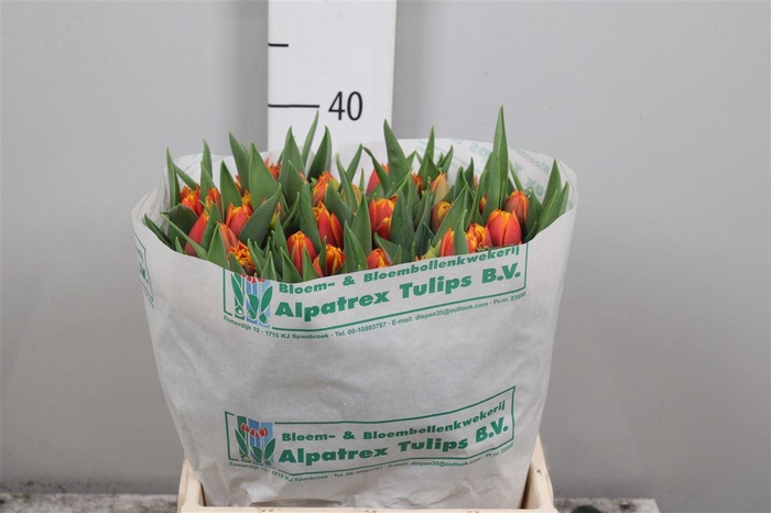 <h4>Tu Du Atlas</h4>