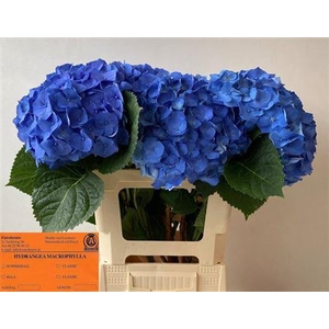 Hydr M Bela Blauw