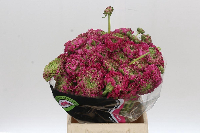 <h4>Ranunculus Pon Pon Fanny Extra</h4>