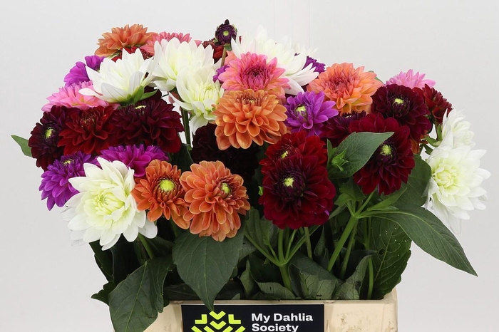 Dahlia Gemengd in bos