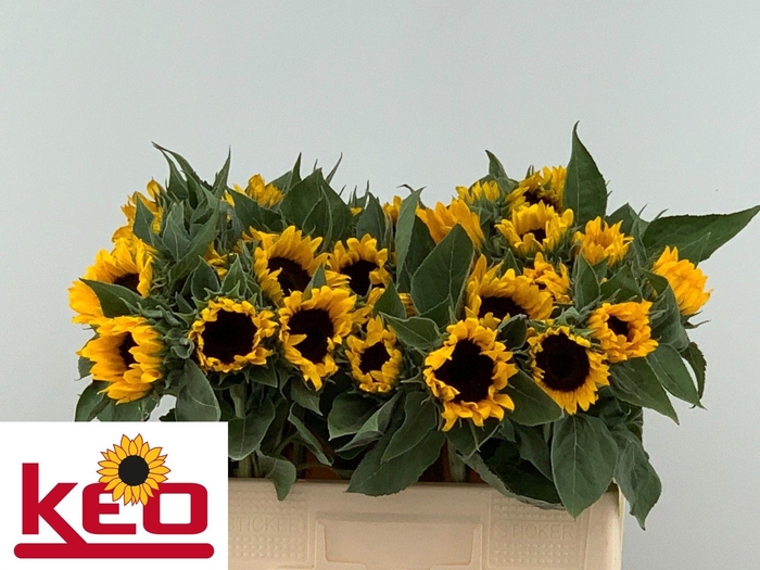 <h4>HELI SUNRICH ORANGE</h4>