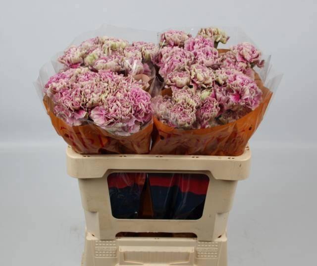 <h4>DI ST ANTIGUA</h4>