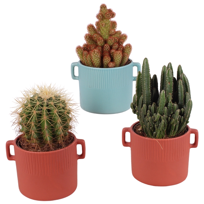 <h4>Cactus Gemengd Keramiek</h4>