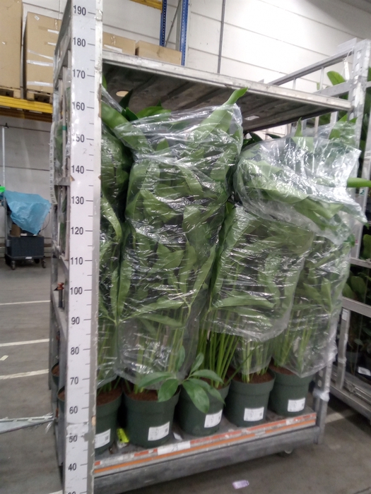 <h4>Philodendron  'Fun Bun'</h4>