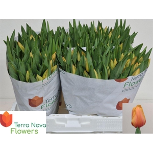 Tu En Salmon Lalibel