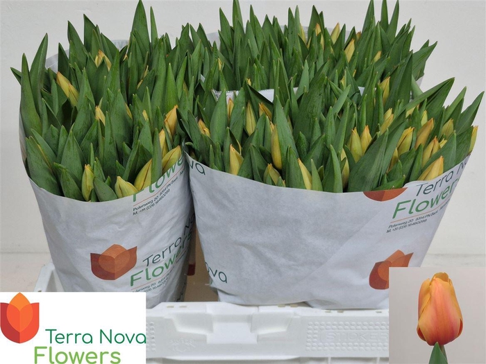 <h4>Tu En Salmon Lalibel</h4>