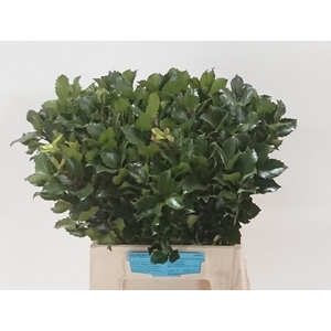 ILEX BL M BLU PRINCE