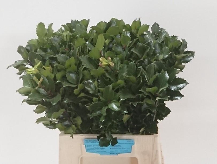 <h4>ILEX BL M BLU PRINCE</h4>