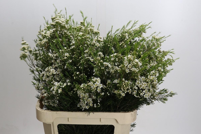 <h4>Chamelaucium Arbel</h4>