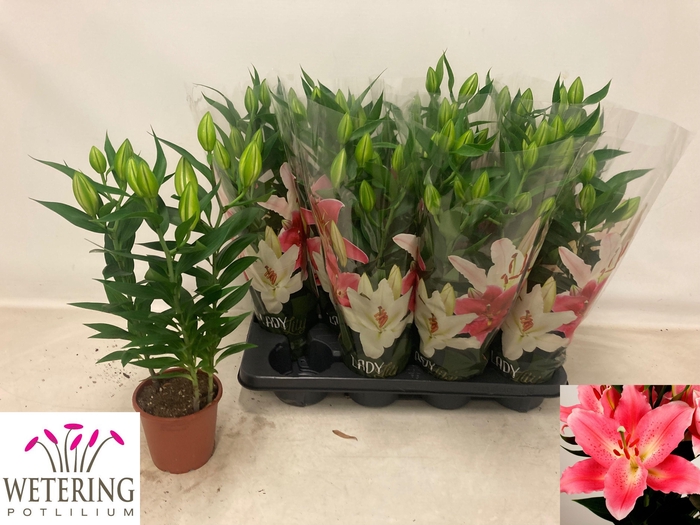 <h4>LIL OR SUNNY CAMINO</h4>