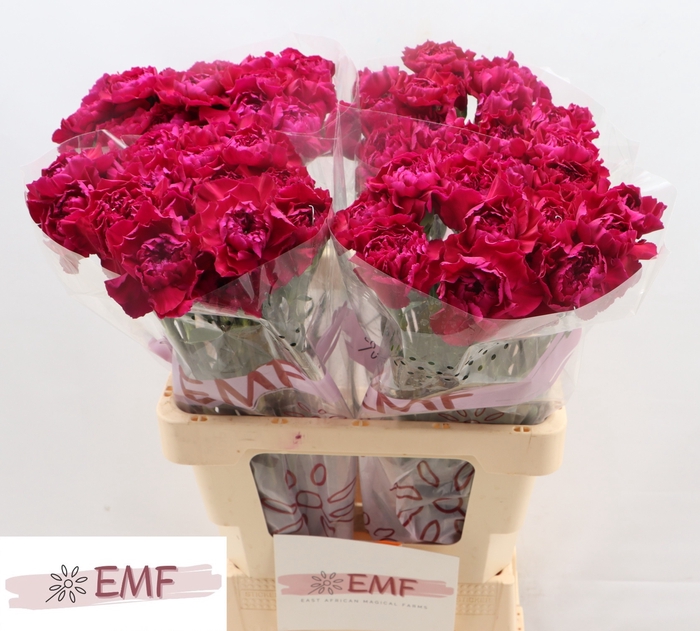 <h4>DI ST ZAFIRO</h4>