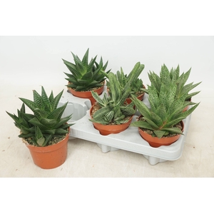 ALOE GEM