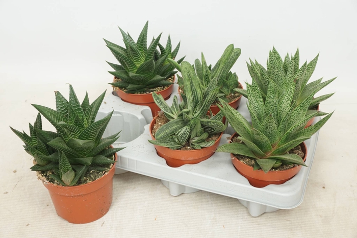 <h4>ALOE GEM</h4>