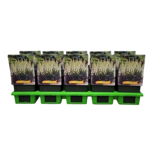 Aconitum napellus Album