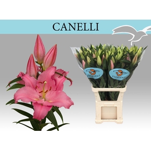 LI OR CANELLI