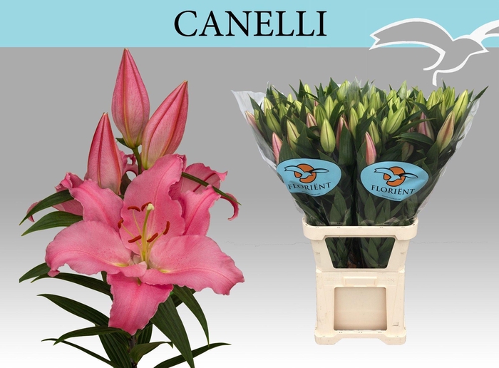 <h4>LI OR CANELLI</h4>