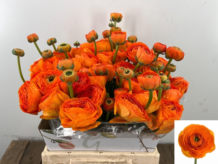 <h4>RAN SU LAMBADA</h4>