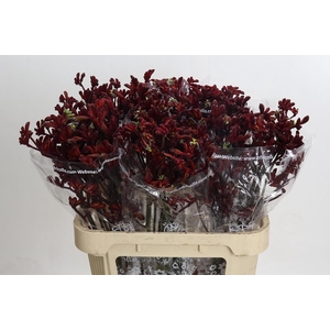 Anigozanthos Early Spring