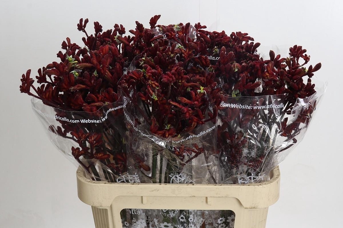 <h4>Anigozanthos Early Spring</h4>