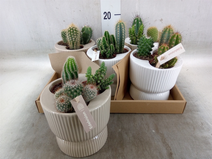 <h4>Cactus   ...</h4>
