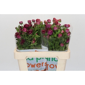Ranunculus cort. 'Magical Raspberr'