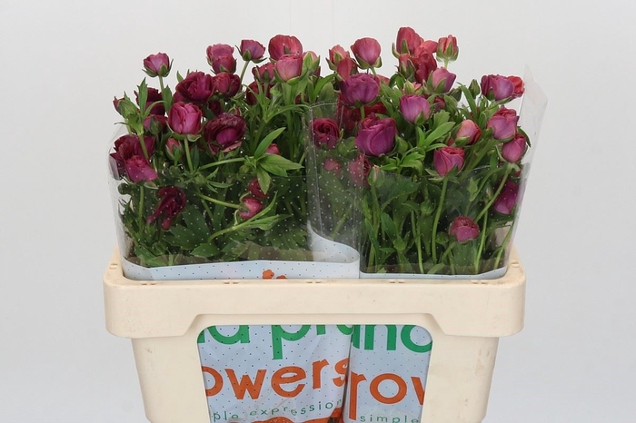 <h4>Ranunculus cort. 'Magical Raspberr'</h4>