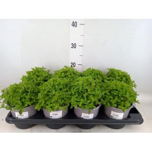 Origanum majorana