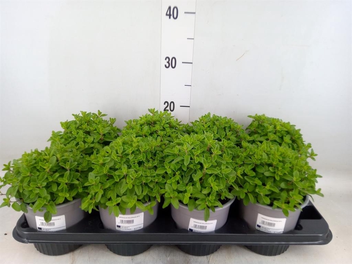 <h4>Origanum majorana</h4>