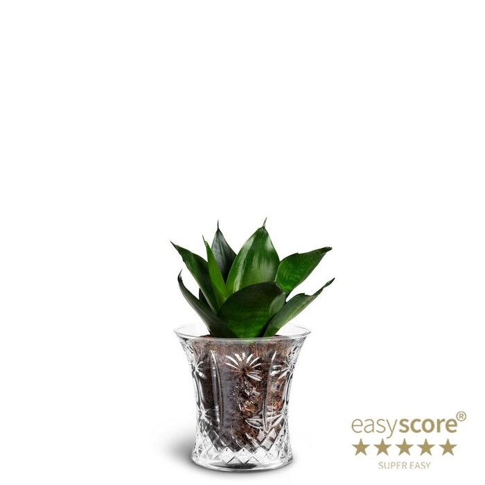 <h4>SANSEVIERIA TRIFASCIATA</h4>