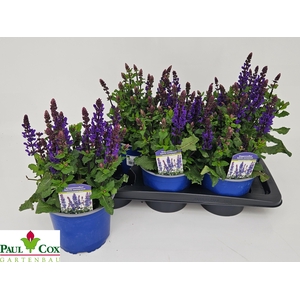 SALVIA BLUE MARVEL