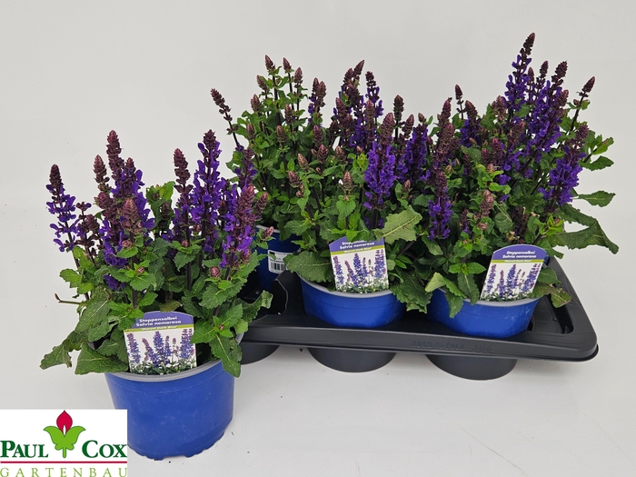 <h4>SALVIA BLUE MARVEL</h4>