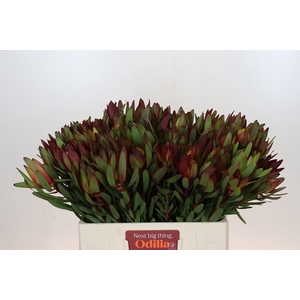 Leucadendron Saf Sunset Dark R.