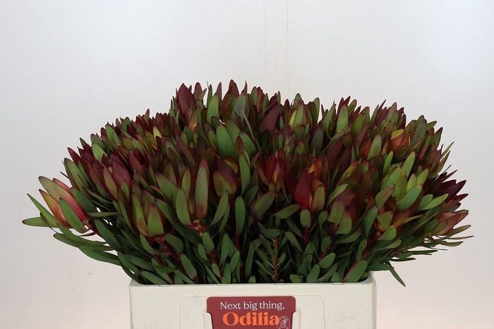 <h4>Leucadendron Saf Sunset Dark R.</h4>
