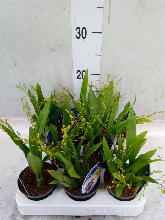 <h4>Oncidium   ...</h4>