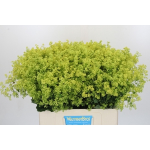 Alchemilla Mollis Robustica