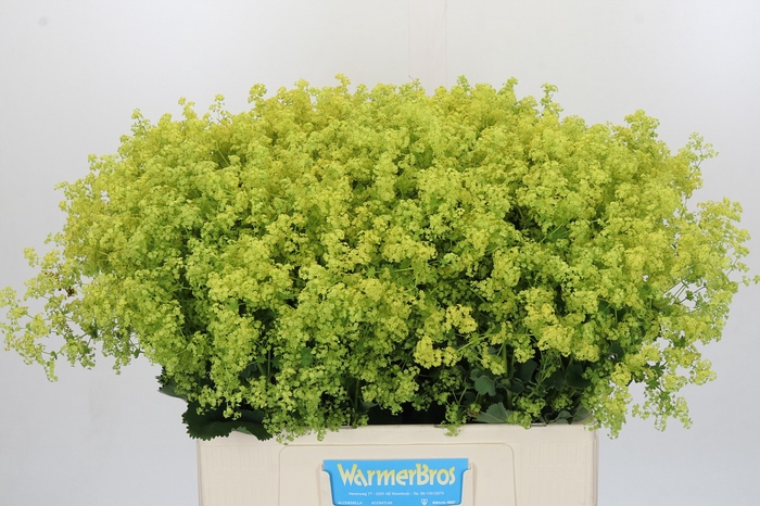 <h4>Alchemilla Mollis Robustica</h4>