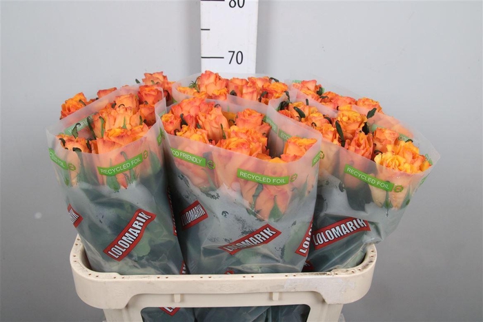 <h4>R Gr Tycoon</h4>