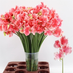 Lathyrus Misty Rose Red