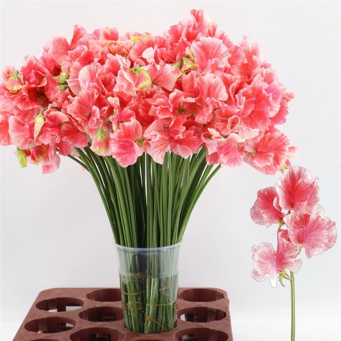 <h4>Lathyrus Misty Rose Red</h4>