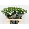 Dianthus Br Doblino White