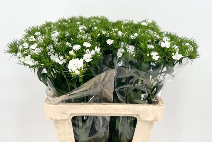Dianthus Br Doblino White