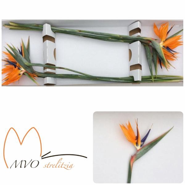 <h4>Strelitzia Orange 14 cm X10 MVO</h4>