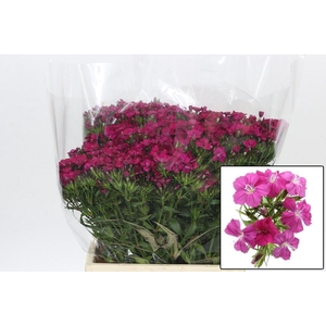 DI BARB AM NEON CHER