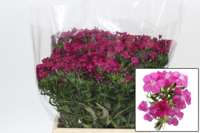 <h4>DI BARB AM NEON CHER</h4>