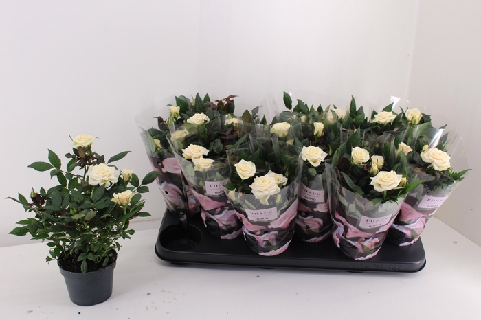 <h4>RO VICTORY OV</h4>