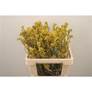 Anigozanthos Bush Gold Yellow