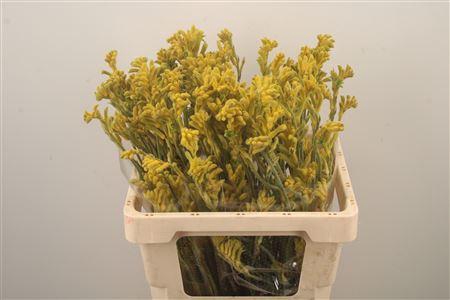 <h4>Anigozanthos Bush Gold Yellow</h4>